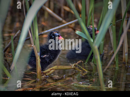 Foulque bébé dans l'eau Banque D'Images