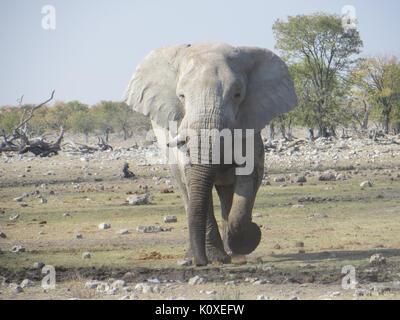 African elephant Bull à marcher en direction de caméra en août 2013 Banque D'Images