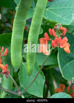 Haricots rouges et fleurs de haricot variété Empereur écarlate Banque D'Images