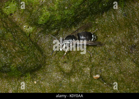 Un petit face à tête Hornet (Dolichovespula maculata) sur la mousse, près d'une rivière en Californie Banque D'Images