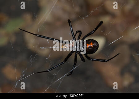 Dessous d'une femme araignée veuve noire (Latrodectus mactans) tandis que la consommation de proies en Californie Banque D'Images