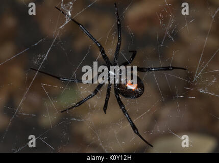 Dessous d'une femme araignée veuve noire (Latrodectus mactans) en Californie Banque D'Images