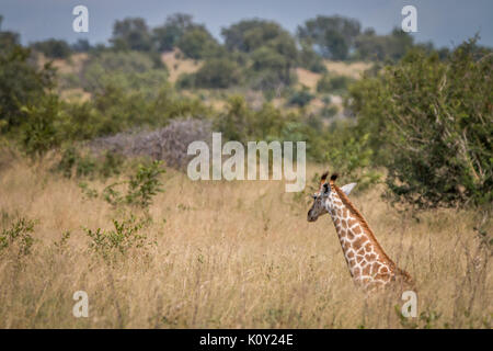 Une girafe se détendre dans l'herbe dans le sabi sand game reserve, afrique du sud. Banque D'Images
