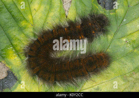 Vue aérienne d'un Fox Moth (macrothylacia rubi) Banque D'Images