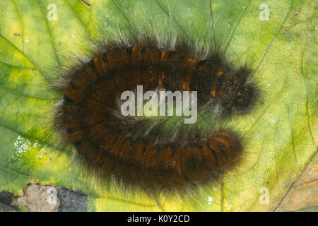 Vue aérienne d'un Fox Moth (macrothylacia rubi) Banque D'Images