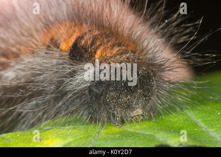 Vue frontale d'un Fox Moth caterpillar (macrothylacia rubi) Banque D'Images