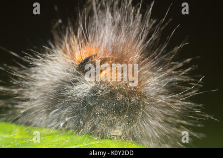 Vue frontale d'un Fox Moth caterpillar (macrothylacia rubi) Banque D'Images