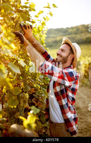 Coupe vigneronne en grappe de raisins mûrs coupe vigneron vigne grappe de raisin de la vigne Banque D'Images