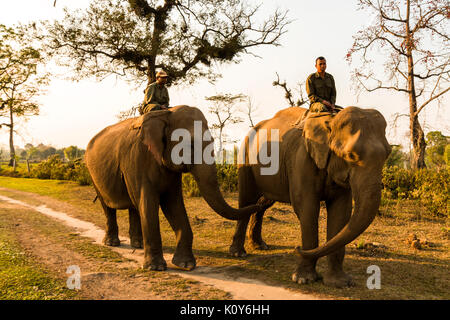 Des rangers du parc national sur l'éléphant, le parc national de Chitwan, Népal, Terai Banque D'Images