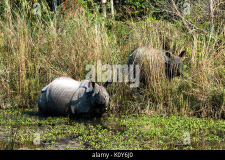 Les rhinocéros indiens dans le parc national de Chitwan, au Népal Banque D'Images