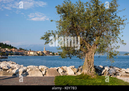 Vieil olivier sur la promenade de Salò, Lac de Garde, Brescia, Lombardie, Italie Banque D'Images