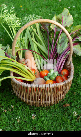 Panier en osier tissé rempli d'une sélection de légumes récoltés à partir d'une dotation - carottes, haricots, betteraves, tomates et cucamelons Banque D'Images