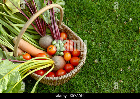 Panier tissé rustique rempli de légumes frais d'un allotissement - carottes, betteraves, tomates et cucamelons - avec copie espace sur l'herbe Banque D'Images