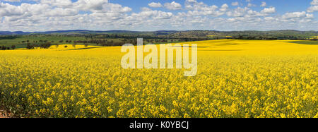 Champ de canola en fleur pleine feuille de temps en Australie Banque D'Images