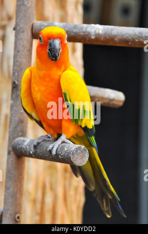 Conure soleil a une riche couronne jaune, la nuque, le manteau, la petite aile-caudales, conseils de la grande aile-caudales, de la poitrine, et des sous-caudales. Banque D'Images