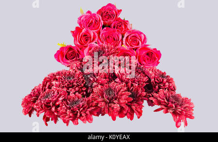 Les chrysanthèmes rouges et roses dans le dos à la terre tout trempé de pluie, dans l'aspect givré et isolé sur un fond blanc. Banque D'Images