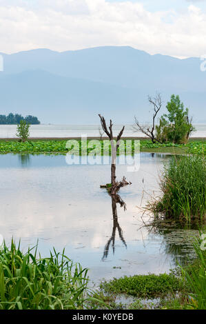 Arbre mort sur un lac avec des montagnes dans la brume Banque D'Images