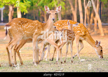 Mère et bébé cerf sika deer sont au repos lorsque le temps est chaud. Banque D'Images