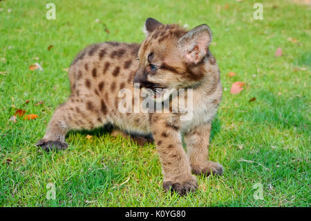 Cougar oursons naissent avec une couche de fourrure. Initialement, la fourrure est une couleur fauve avec des taches noires sur le corps et de bars sur la queue. Banque D'Images