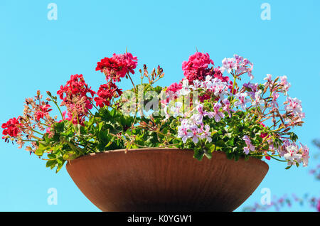 Belle rouge et rose géranium plantes dans la jardinière outdoor (sur fond de ciel bleu). Banque D'Images