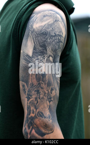 Blair Drummond Safari Park keeper Graeme Alexander, montre ses tatouages de girafes et d'éléphants Ruby Mondy, qu'il a le long avec des tatouages de Spot zebra et rhino Graham, pour montrer son affection pour les animaux qu'il s'occupe. Banque D'Images