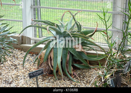 Aloe suprafoliata Jardin botanique de Brooklyn Brooklyn, NY DSC08098 Banque D'Images