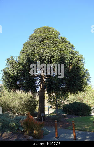 Araucaria bidwillii pin penché Arboretum DSC05836 Banque D'Images