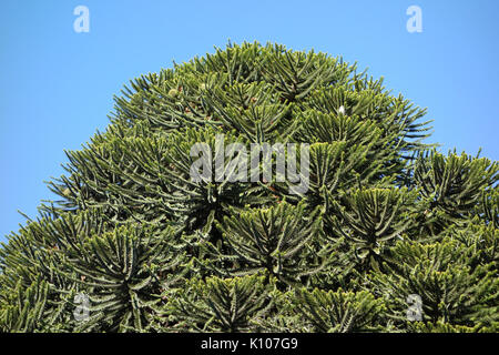 Araucaria bidwillii pin penché Arboretum DSC05838 Banque D'Images