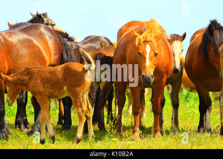 Les chevaux dans la nature à la ferme, parc Lonjsko polje Croatie Banque D'Images