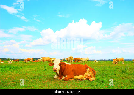 Les vaches sur des terres agricoles Banque D'Images