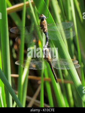 Aeshna juncea Kiev3 Banque D'Images