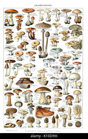 Adolphe Millot champignons pour tous emploi Banque D'Images