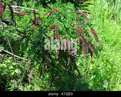 Amorpha fruticosa Mouromets3 Banque D'Images