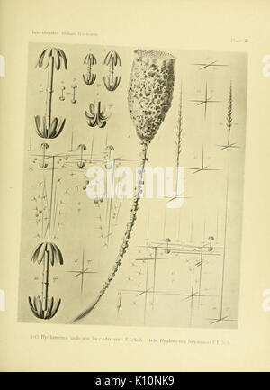 Un compte de l'Triaxonia indiennes recueillies par le Royal Marine indienne Investigator Enquête (tableau III) (9269596438) Banque D'Images