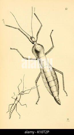 Arcana entomologica, ou des illustrations, de nouveau, rare, et intéressant les insectes (Pl. 61) (7087254551) Banque D'Images