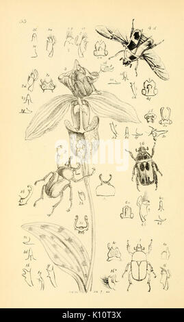 Arcana entomologica, ou des illustrations, de nouveau, rare, et intéressant les insectes (Pl. 33) (7087234619) Banque D'Images