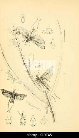 Arcana entomologica, ou des illustrations, de nouveau, rare, et intéressant les insectes (Pl. 26) (7087229919) Banque D'Images