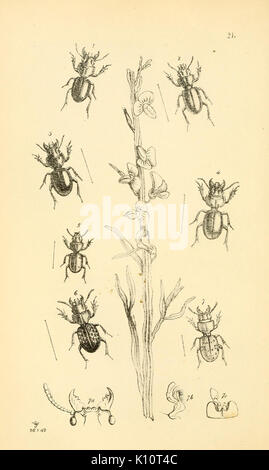 Arcana entomologica, ou des illustrations, de nouveau, rare, et intéressant les insectes (Pl. 21) (7087226145) Banque D'Images