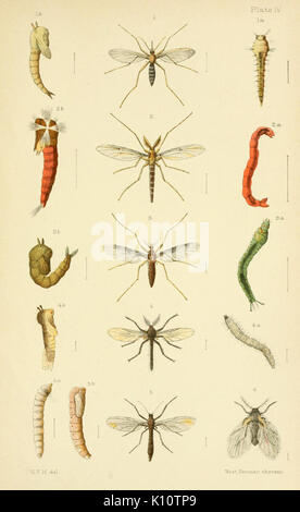 Un manuel élémentaire de la Nouvelle-Zélande entomologie (Tôles IV) (6809654504) Banque D'Images