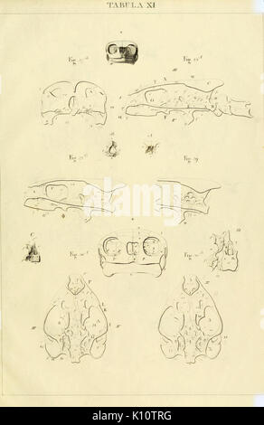 Anatome testudinis Europaeae (Tabula XI) (6923156691) Banque D'Images