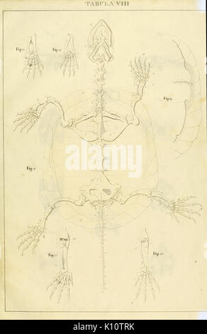 Anatome testudinis Europaeae (Tabula VIII) (6777042356) Banque D'Images