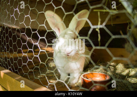 La Nouvelle-Zélande,blanc,lapin domestique albinos litière de paille à hutch Banque D'Images