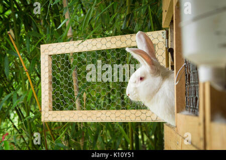 La Nouvelle-Zélande,blanc,lapin domestique albinos litière de paille à hutch Banque D'Images