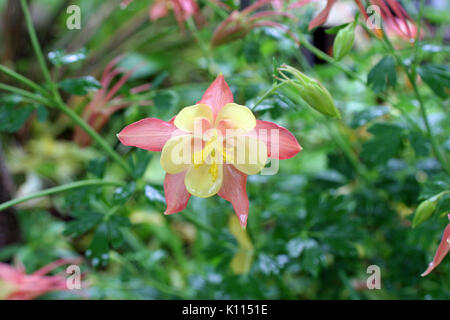 CLOSE UP l'Ancolie FLEURS (AGUILEGIA) RANCHO CORDOVA, CALIFORNIE Banque D'Images