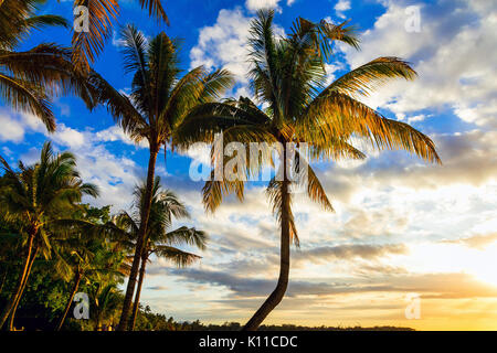 Vacances tropicales avec vue sur palmier coucher du soleil.L'île Maurice. Banque D'Images