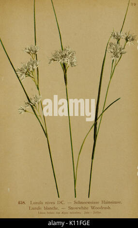Atlas de la flore alpine (page 115) BHL10388692 Banque D'Images