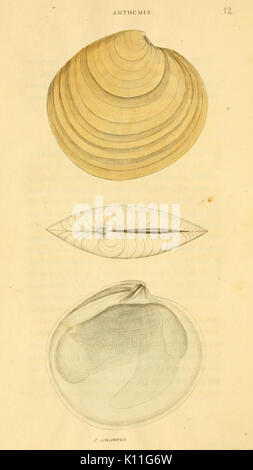 Conchyliologie marines américains (Pl. 12) BHL11115938 Banque D'Images