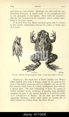 Amphibiens et reptiles (page 164, fig. 33) BHL23288235 Banque D'Images