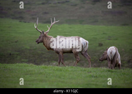 Gros plan du grand mâle avec cinq points d'antlers Tule elk et mate dans les prairies d'itinérance Point Reyes National Seashore Banque D'Images