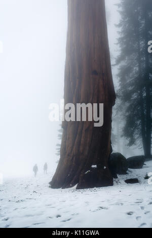 Deux figures humaines à peine visible dans le brouillard montrent la proportion de géant ces magnifiques arbres Séquoia Banque D'Images